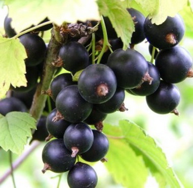 the best large varieties of currants