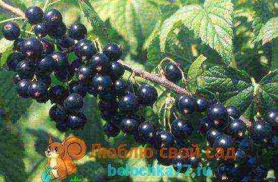 the best large varieties of currants