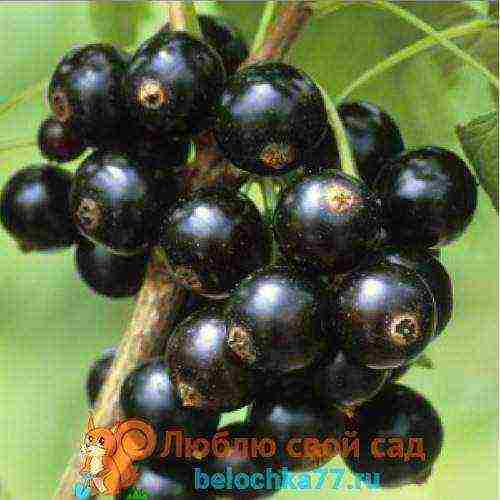 the best large varieties of currants