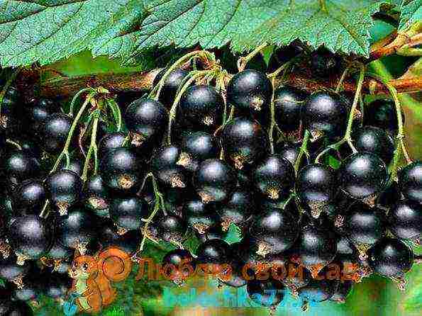 the best large varieties of currants