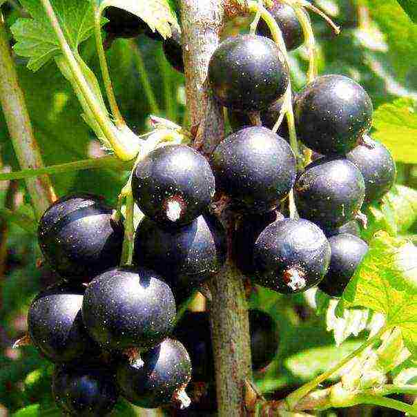 the best large varieties of currants