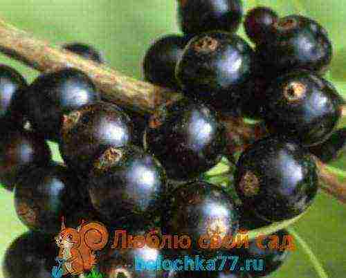 the best large varieties of currants