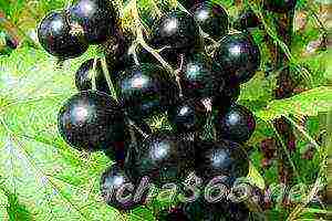 the best large varieties of currants