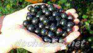 the best large varieties of currants