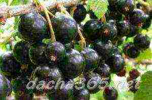 the best large varieties of currants