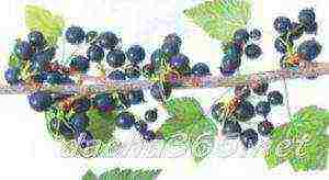 the best large varieties of currants