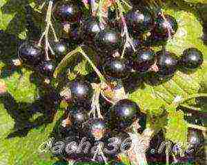 the best large varieties of currants