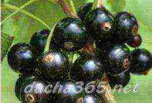 the best large varieties of currants