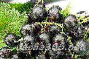 the best large varieties of currants