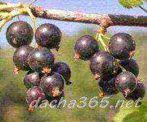 the best large varieties of currants