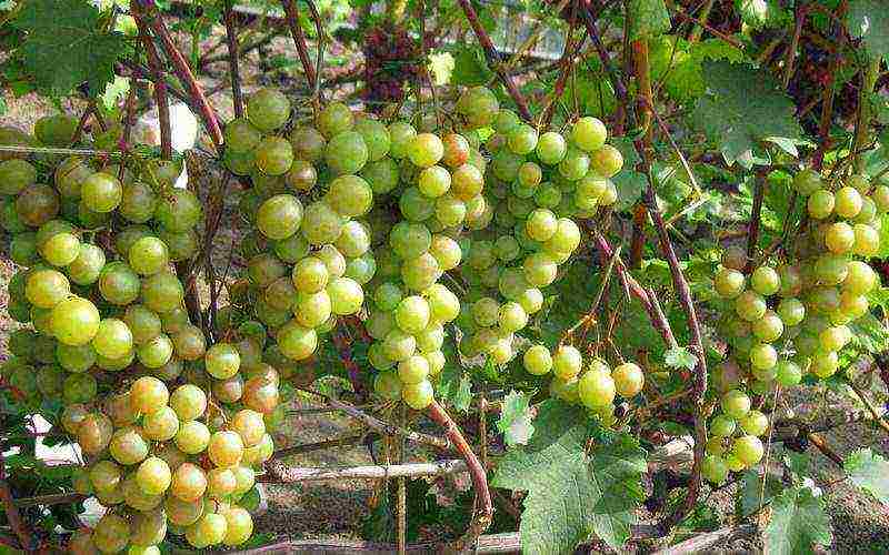 the best frost-resistant grape varieties