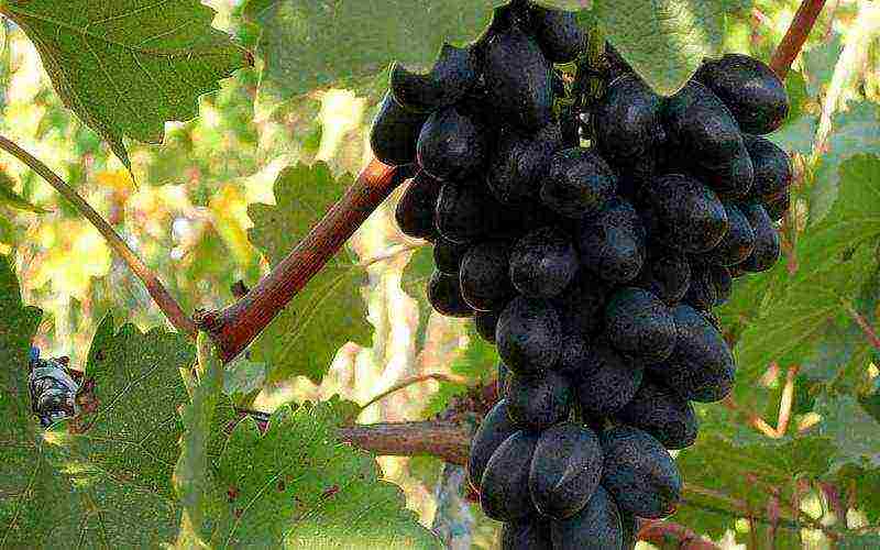 the best frost-resistant grape varieties