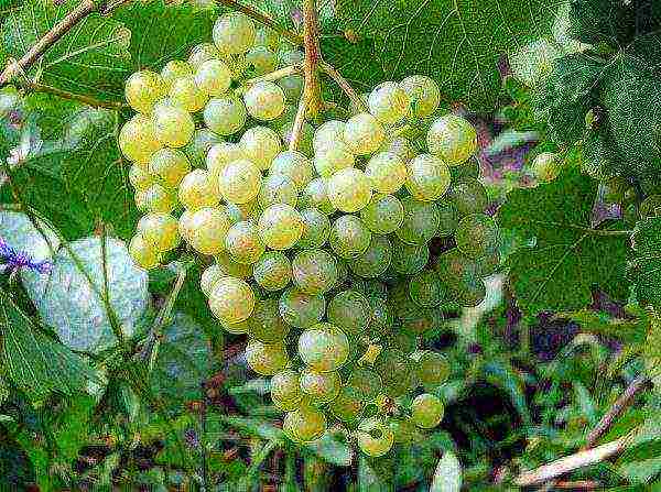 the best frost-resistant grape varieties