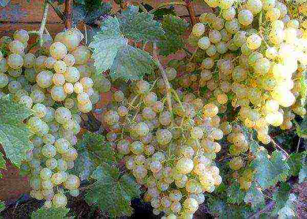 the best frost-resistant grape varieties