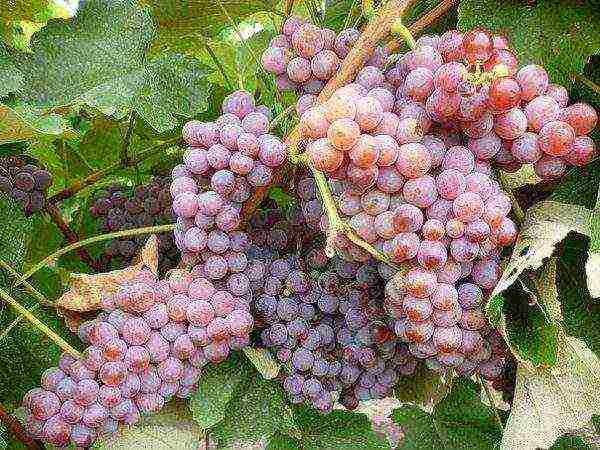 the best frost-resistant grape varieties