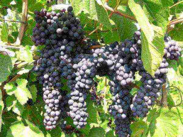 the best frost-resistant grape varieties