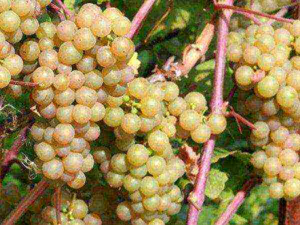 the best frost-resistant grape varieties