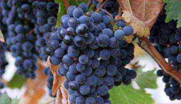 the best frost-resistant grape varieties