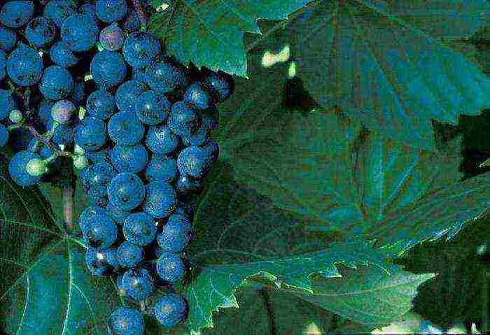 the best frost-resistant grape varieties