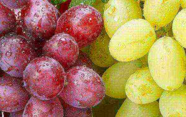 the best frost-resistant grape varieties