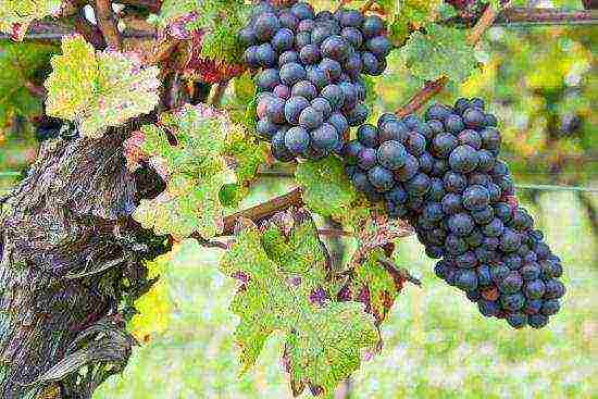 the best frost-resistant grape varieties