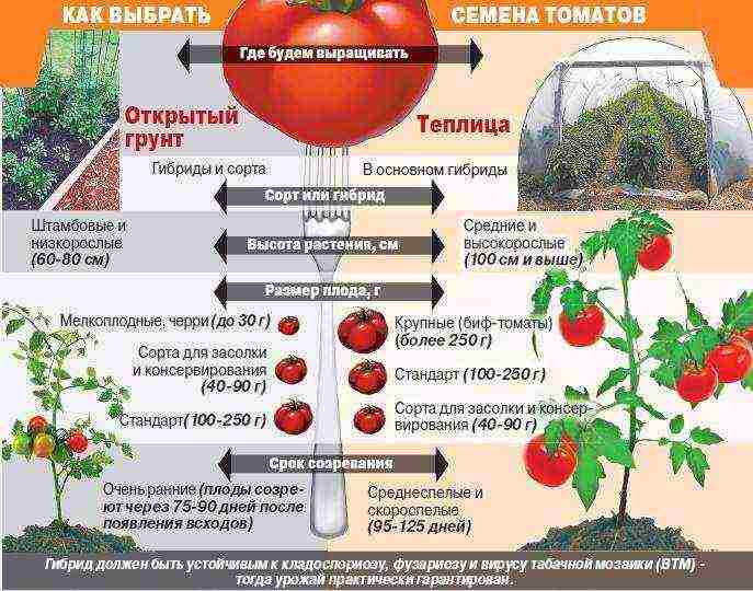 أفضل أنواع الطماطم الجديدة