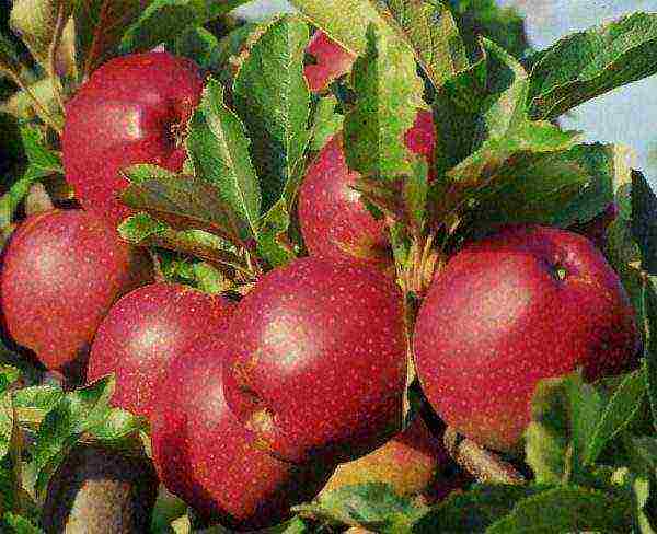 the best late summer varieties of apple trees