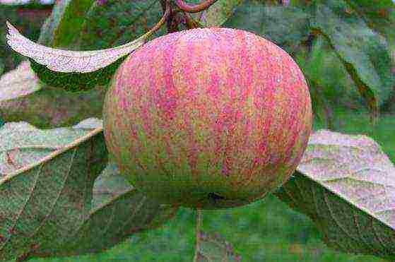 the best late summer varieties of apple trees