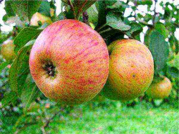 the best late summer varieties of apple trees