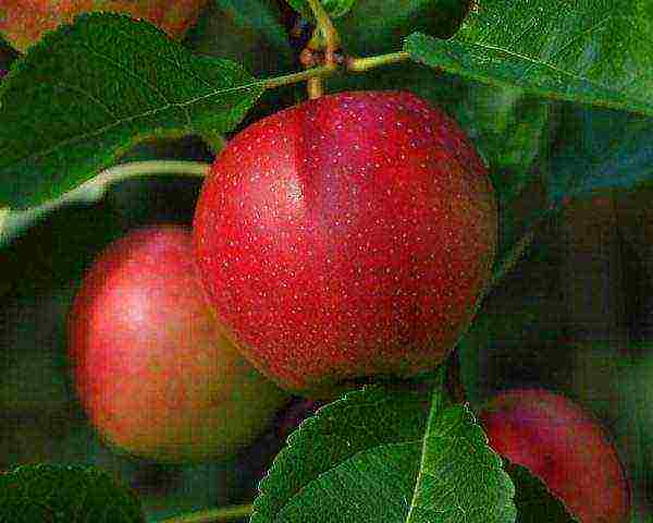 the best late summer varieties of apple trees