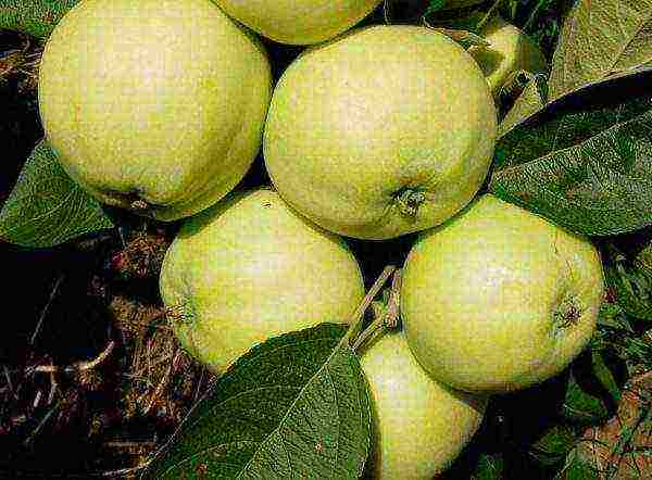 the best late summer varieties of apple trees