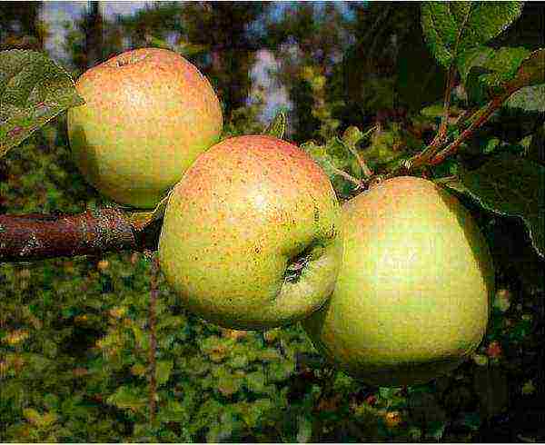 the best late summer varieties of apple trees