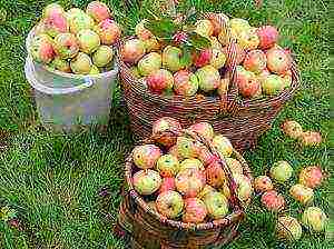 the best late summer varieties of apple trees