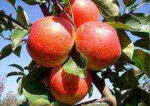 the best late summer varieties of apple trees