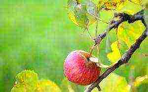 the best late summer varieties of apple trees