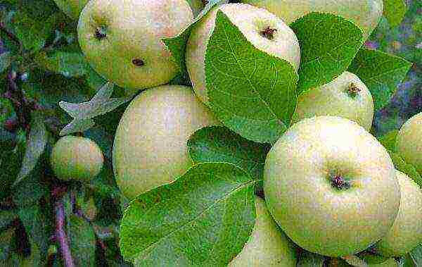 the best late summer varieties of apple trees