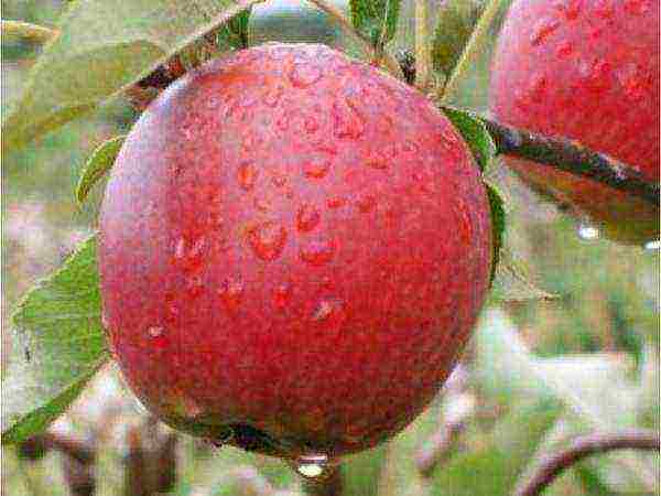 the best late summer varieties of apple trees