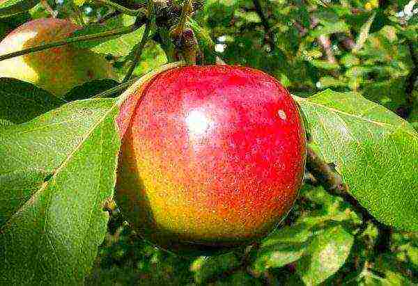 the best late summer varieties of apple trees