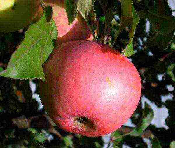 the best late summer varieties of apple trees