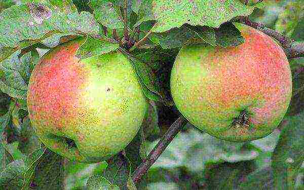 the best late summer varieties of apple trees