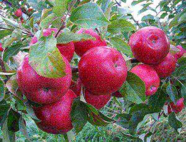 the best late summer varieties of apple trees