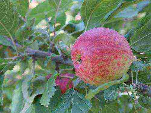 the best late summer varieties of apple trees