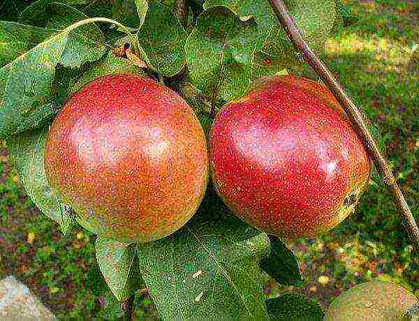 the best late summer varieties of apple trees