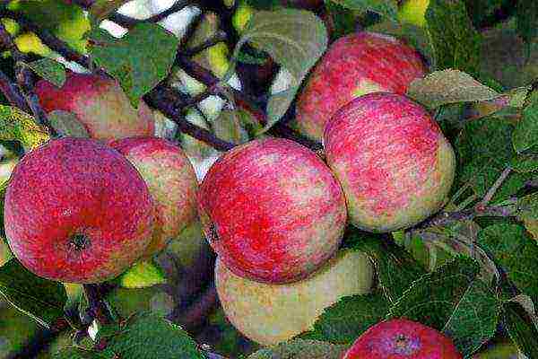 the best late summer varieties of apple trees