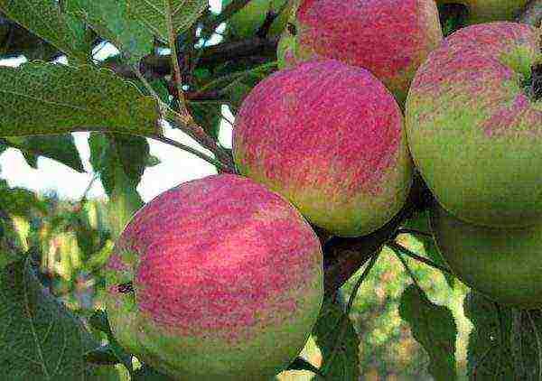 the best late summer varieties of apple trees