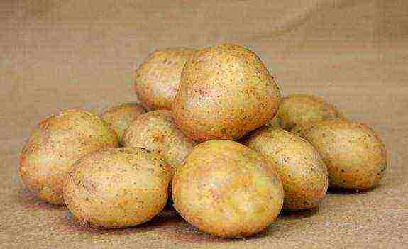 the best late varieties of potatoes
