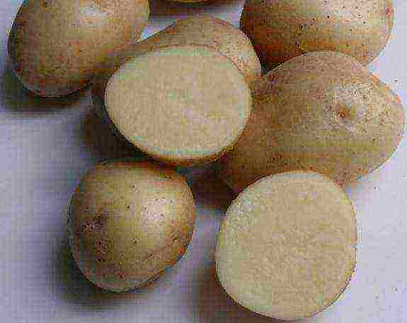 the best late varieties of potatoes