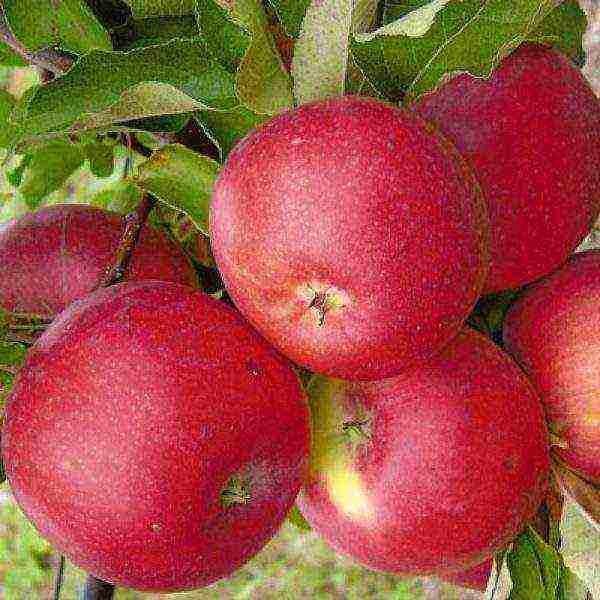 the best late varieties of apples