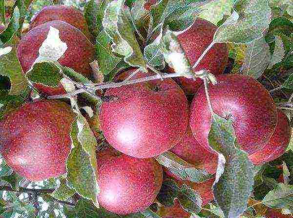 the best late varieties of apples
