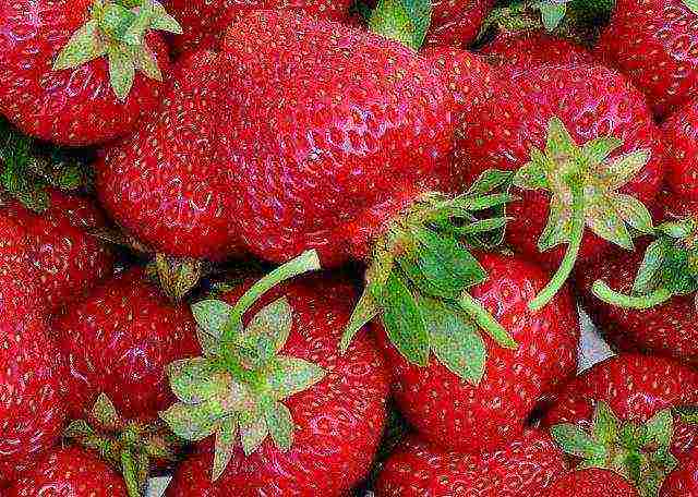 pinakamahusay na huli na mga varieties ng strawberry